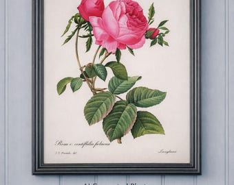 Vintage Redoute Rose Print, Botanical Bookplate No. 131 (Frame Not Included)