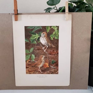Wood Thrush & Hermit Thrush Color Illustrated Louis Fuertes Bird Print 1902 Antique Bird Prints