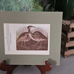 Audubon Bittern Bird Print: 1950s Double Sided Book Plate