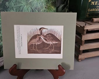 Audubon Bittern Bird Print: 1950s Double Sided Book Plate