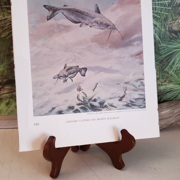 Bob Hines Channel Catfish and Brown Bullhead & Fred Sweney Arctic Grayling 1972 Signed Double Sided Book Plate Vintage Color Fish Art