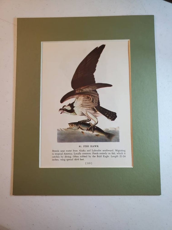 1950's John James Audubon Fish Hawk/audubon's Caracara Color Book Plate mat  Not Included Double Sided Print 1578 