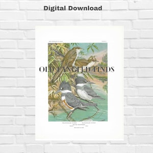 Belted Kingfisher & Cuckoo Digital Download from Vintage Bird Bookplate 42 by Walter Alois Weber / Instant Printable Bird Art
