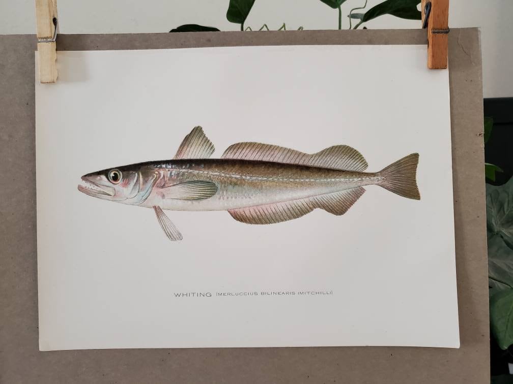 Chromolithographie Originale Sherman F. Denton - Le Poisson Bleu - Œuvre Encadrée Vintage