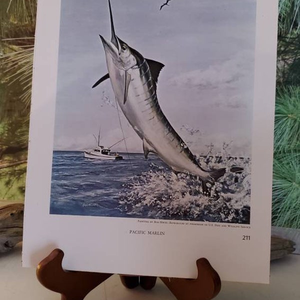 Bob Hines Pacific Marlin & Barracuda 1972 Signed Double Sided Book Plate / Vintage Color Fish Wall Art