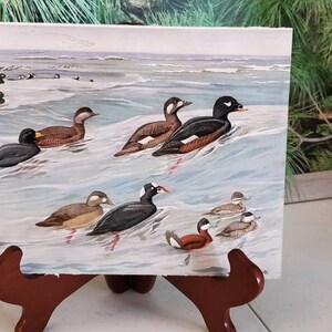 Antique Bird Bookplate 18 White Winged Scoter, Ruddy Duck 1929 Bookplate Birds Of Massachusetts Frameable Bird Art