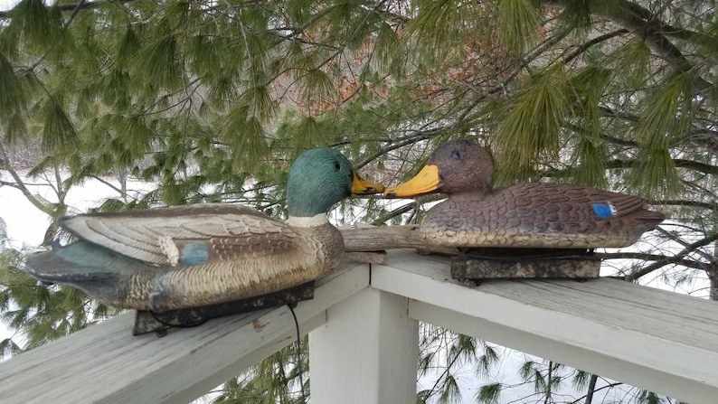 May include: Two realistic-looking duck decoys, one green and brown and the other brown, are positioned on a wooden railing. The decoys are facing each other, with their heads tilted slightly. The decoys are used for hunting or decoration.