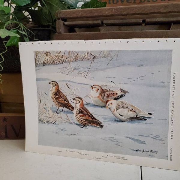 Longspur & Snow Bunting Louis Agassiz Fuertes Print Portraits of New England Birds / Original Book Plate  #2091