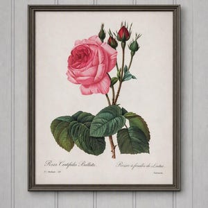 P J Redouté Roses - Etsy - Page 3