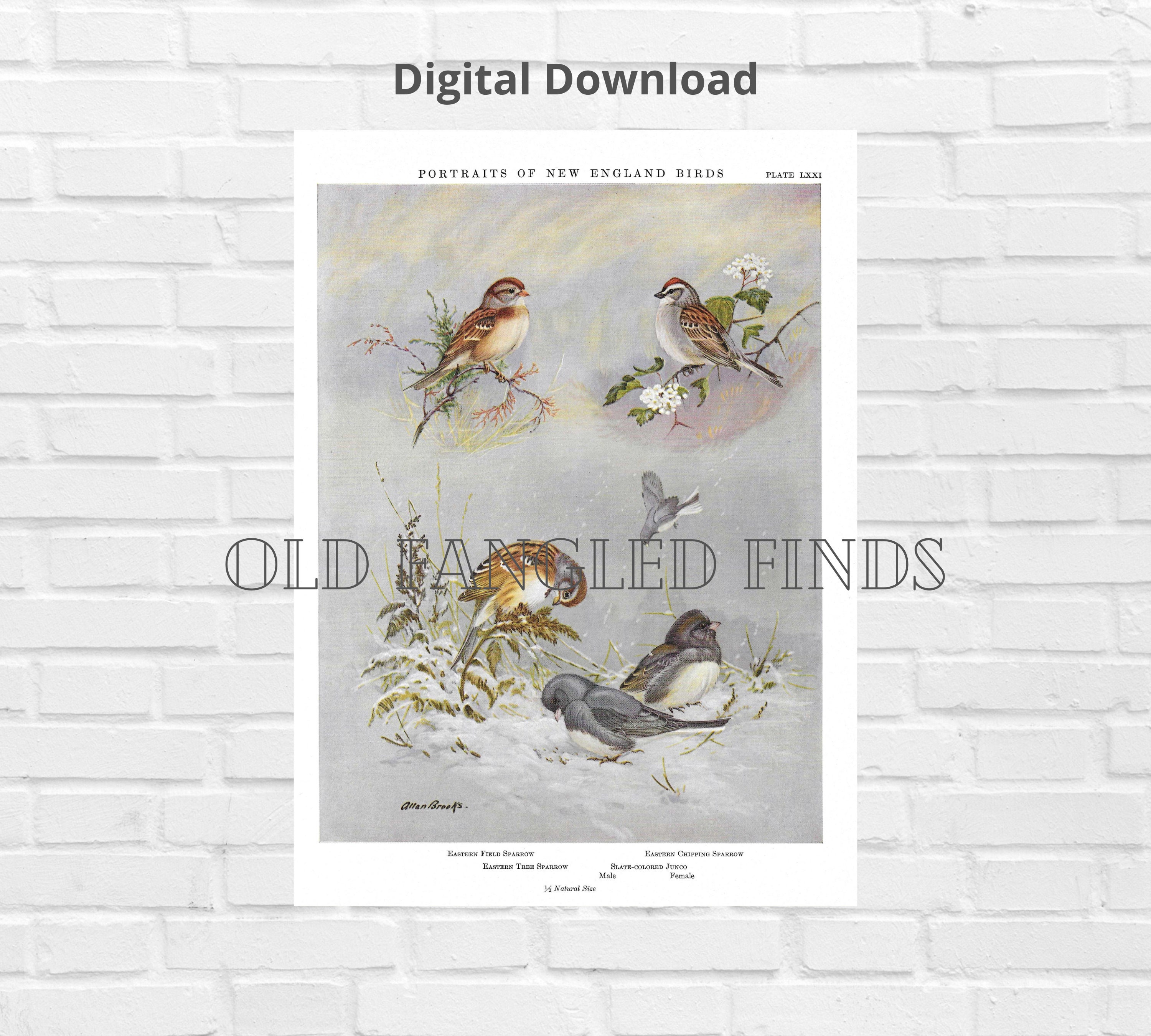 Sparrow Mockingbird Wildbird Sling Wildbird Mockingbird Ring Sling