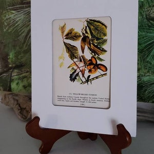 Audubon 1950s Yellow Billed Cuckoo & Carolina Paroquet Double Sided Bookplate 203/204 Mat Not Included