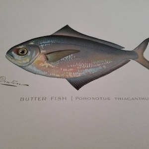 Artist Signed 1902 Sherman F. Denton Butter Fish Lithograph Original Antique Denton Butter Fish Print   #2364