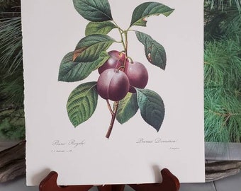 Botanical Print P. J. Redoute Prune Royales & Prunus Domestica (Plums) Botanical Book Plate 114 Vintage Fruit Wall Art Print