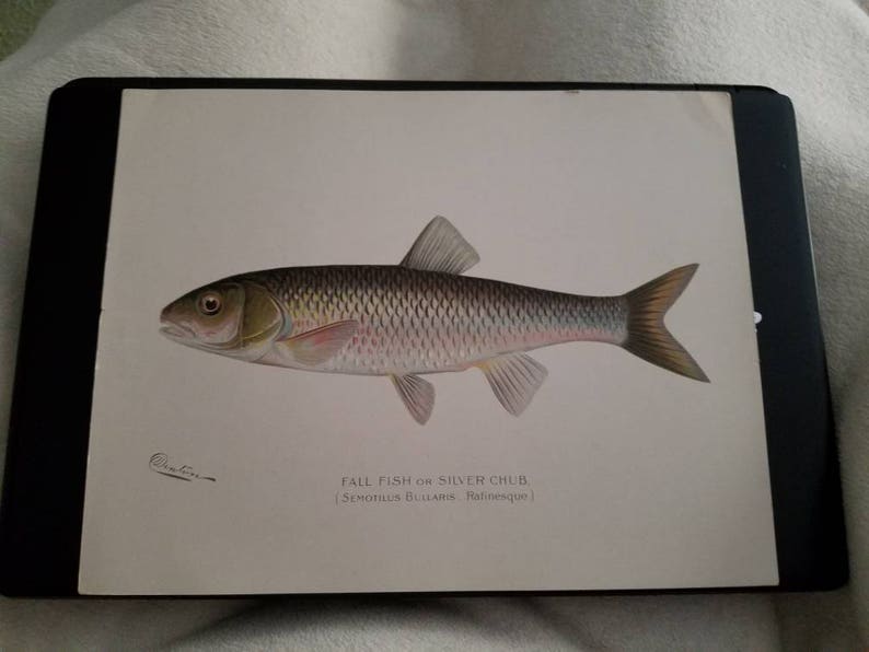 Denton Silver Chub Chromolithograph Antique Denton Print 1902 Semotilus Bullaris Lithograph Print Sherman F Fall Fish or Silver Chub