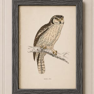 May include: A framed print featuring a detailed illustration of a hawk owl perched on a branch. The owl has brown and white speckled feathers with yellow eyes and talons. The print is on a cream-colored background with the text HAWK OWL below.