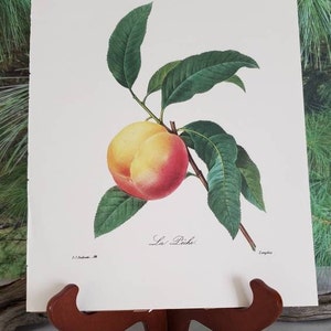 K&ouml;nnte beinhalten: Ein botanischer Druck auf wei&szlig;em Papier, der einen einzelnen Pfirsich mit gelber und roter Schale zeigt, der an einem braunen Stiel mit mehreren gr&uuml;nen Bl&auml;ttern h&auml;ngt. Der Text La P&ecirc;che steht unter der Frucht, P.J. Redout&eacute; und Langlois unten.