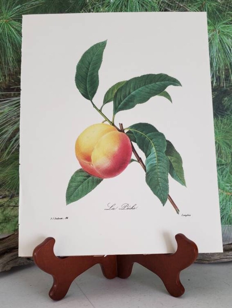 K&ouml;nnte beinhalten: Ein botanischer Druck auf wei&szlig;em Papier, der einen einzelnen Pfirsich mit gelber und roter Schale zeigt, der an einem braunen Stiel mit mehreren gr&uuml;nen Bl&auml;ttern h&auml;ngt. Der Text La P&ecirc;che steht unter der Frucht, P.J. Redout&eacute; und Langlois unten.
