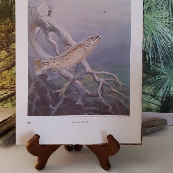 Signed Bob Hines Rainbow Trout & Brown Trout 1972 Double Sided Book Plate / Vintage Color Fish Wall Art
