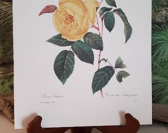 Rosa Indica Vintage Floral Bookplate 12, Redoute Rose Print (1981)