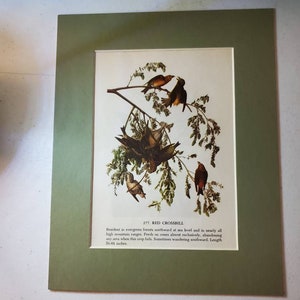1950&#39;s John James Audubon Red Crossbill/Three Buntings Color Bookplate (Mat Not Included) Double Sided #1561