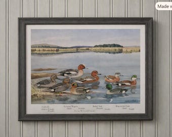 Louis Agassiz Fuertes Teal - Widgeon - Baldpate New England Birds Original Bookplate  #2148 (Frame Not Included)