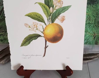 Botanical Print P. J. Redoute Oranger a Fruits Deprimes (Oranges) Botanical Book Plate 89  / Vintage Fruit Book Plate  Gift for Her   #2574