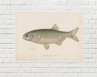 Moone-Eye Denton Fish Digital Download of Antique 1902 Signed Instant Download Printable Fish Art