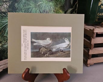 Audubon Ivory Gull & Kittiwake Vintage Book Plate Print (1950s)