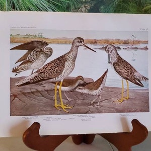 Solitary Sandpiper, Spotted Sandpiper, Yellow Legs Sandpiper Louis Agassiz Fuertes Original Bookplate 36 Frameable Wall Art