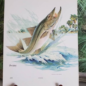 Fred Sweney Snook & Blue Marlin Double Sided Signed Bookplate 239 - 240 Vintage Color Fish Art Wall Decor Gift For Him   #4419
