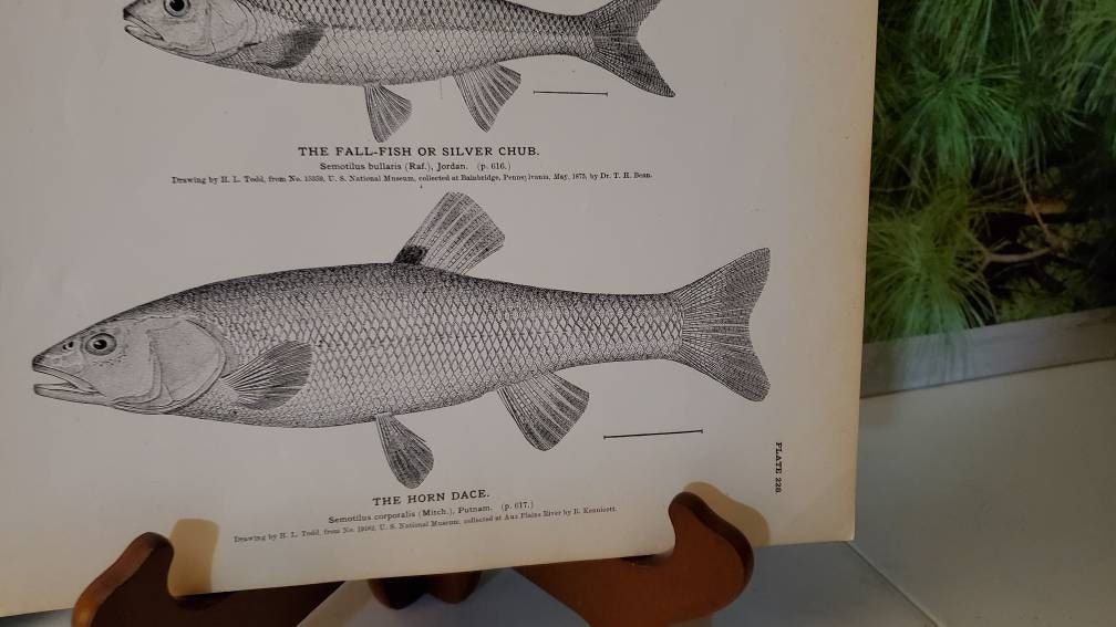 Antique Fish Lithograph, 1884 Silver Chub & Horn Dace Wall Art