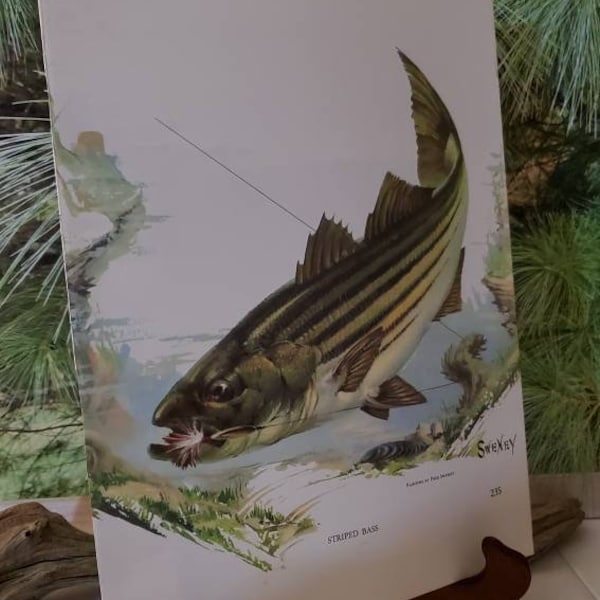 Fred Sweney Striped Bass Signed Bookplate / Vintage Color Fish Art Wall Decor Gift For Him