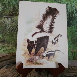 Skunk with Kits Nature Print Severt Andrewson Original Wildlife Bookplate 1978 Frameable Wall Art Vintage Home Decor   #3227