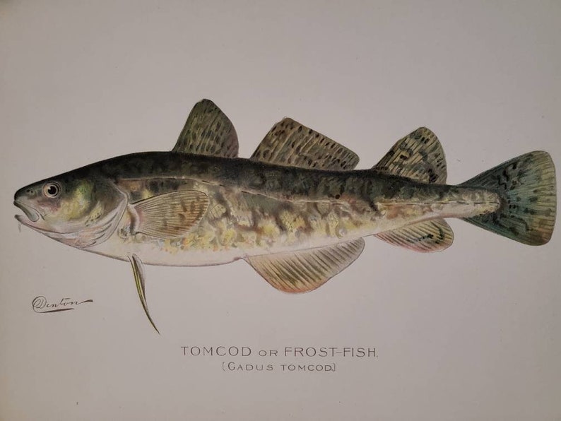 1902 Tomcod or Frost Fish Signed Sherman F. Denton Chromolithograph Original Antique Print / Man Cave Decor / Gift for Him 1694 image 9