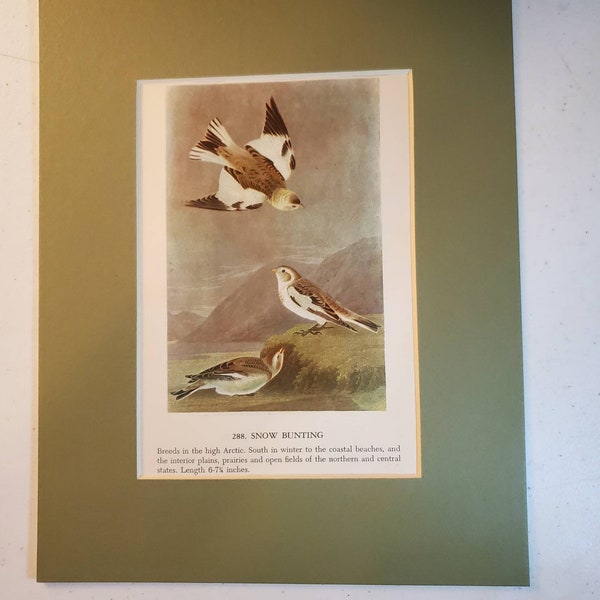 1950's John James Audubon Snow Bunting / Lapland Longspur Color Book Plate (Mat Not Included) Double Sided #1612