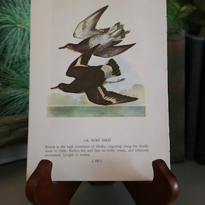 1950&#39;s John James Audubon Ruddy Turnstone & Surf Bird Color Bookplate (Mat Not Included) Double Sided