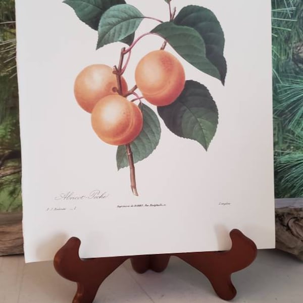 Fruit Print P. J. Redoute Abricot-Peche (Apricot) Botanical Bookplate 1 Vintage Fruit Frameable Wall Art Gift For Her