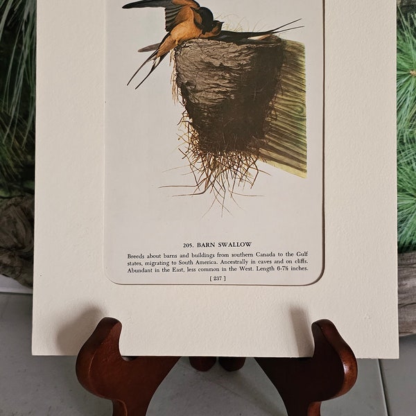 1950's John James Audubon Barn Swallow - Cliff Swallow Color Book Plate (Mat Not Included) Double Sided Print #3416