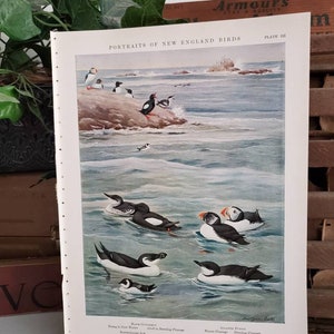 Louis Agassiz Fuertes Bird Print: Black Guillemot & Atlantic Puffin Book Plate