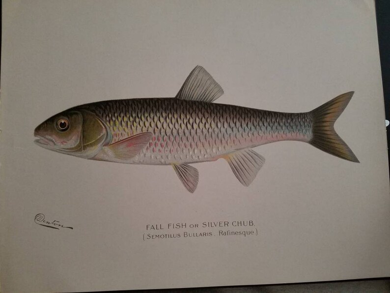 Denton Silver Chub Chromolithograph Antique Denton Print 1902 Semotilus Bullaris Lithograph Print Sherman F Fall Fish or Silver Chub