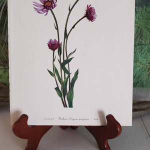 1953 Mary Vaux Walcott Botanical Print  Plates 377 & 378 Fleabane/Meadow Fleabane Wild Flowers of America  #2595