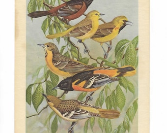 Walter Alois Weber Orchard Oriole & Baltimore Oriole Bookplate Vintage Bird Wall Art   #1904