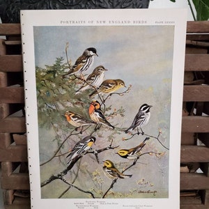 Allan Brooks Bird Print 1932 Warbler Portraits of New England Birds / Original Book Plate  #2310