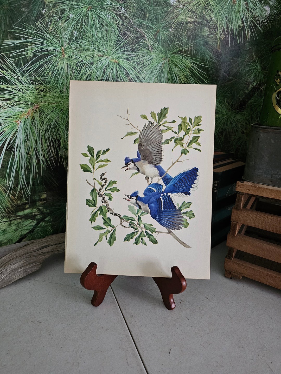 1950s Blue Jay, Male & Female, Athos Menaboni Color Book Plate Vintage