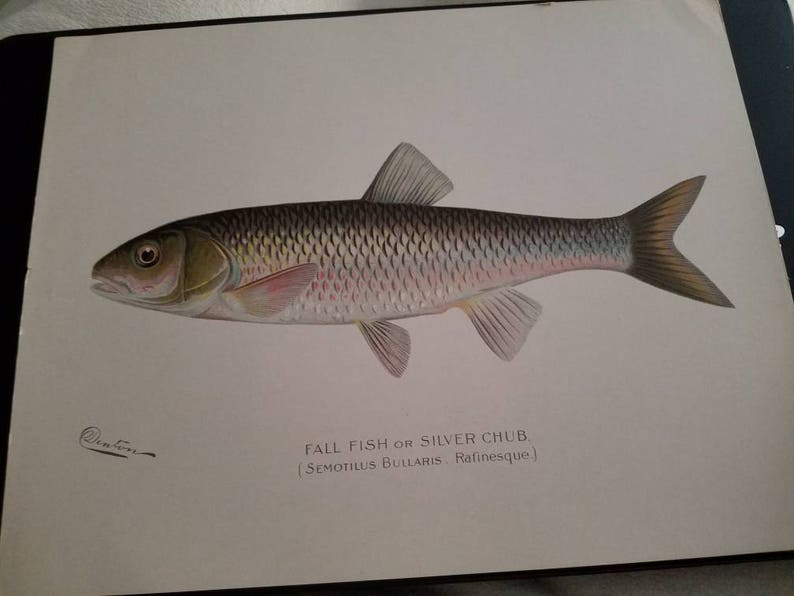 Denton Silver Chub Chromolithograph Antique Denton Print 1902 Semotilus Bullaris Lithograph Print Sherman F Fall Fish or Silver Chub