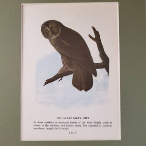 May include: A vintage illustration of a Great Gray Owl perched on a branch. The owl has gray and brown feathers and large, yellow eyes. The text below the image reads "179. GREAT GRAY OWL In dense northern or mountain forests of the West. Rarely south in winter to the northern and eastern states. Not reported as common anywhere. Length 24-33 inches. [211]"
