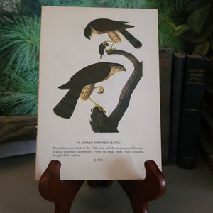 1950's John James Audubon Sharp Shinned Hawk & Harris's Hawk Color Book Plate (Mat Not Included) Double Sided