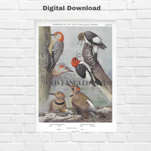 Descarga digital Louis Fuertes Pájaro carpintero de vientre rojo, pájaro carpintero de cabeza roja y parpadeo Impresión de arte / Placa de libro de la década de 1960 Descarga instantánea