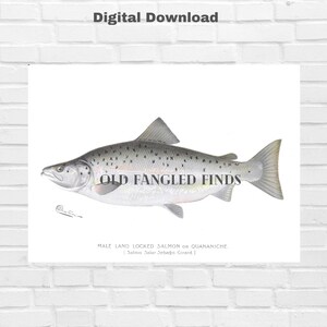 1897 Male Landlocked Salmon Signed Denton Fish Digital Download of Antique Print Instant Download Printable Fish Art