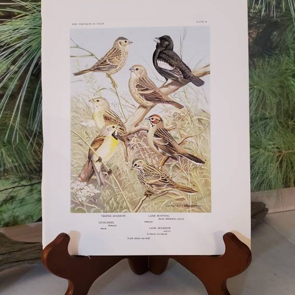McCown's Longspur, Sprague's Pipit, Horned Lark, & Water Pipit Walter Alois Weber Plate 89 Color Portraits Bird Wall Art